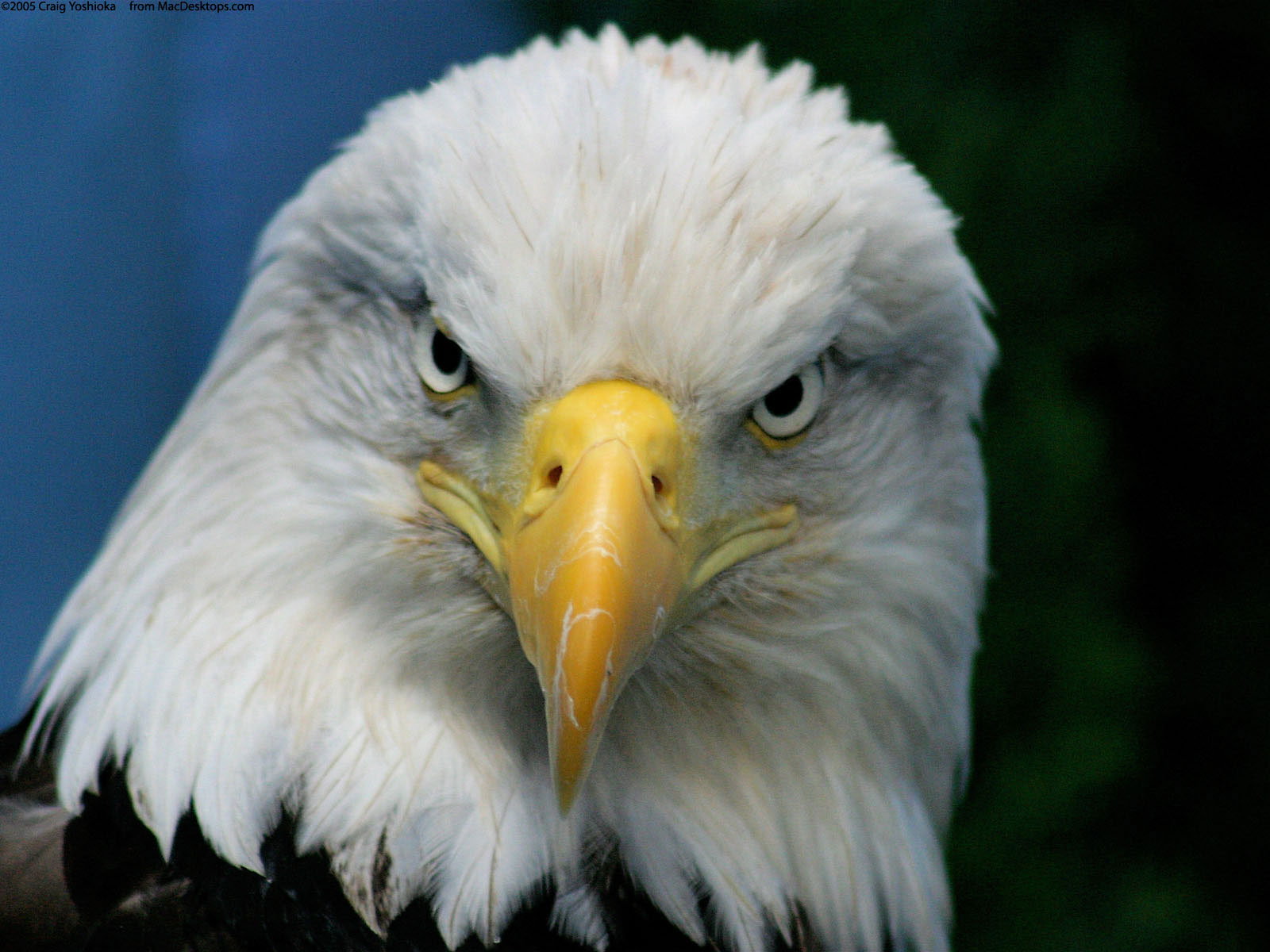 Bald Eagle43800449